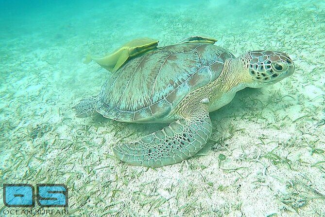Afternoon Snorkel, Pizza & Sunset Tour departing from St. Thomas & St. John - Snacks, shoes, and the small details that make or break it