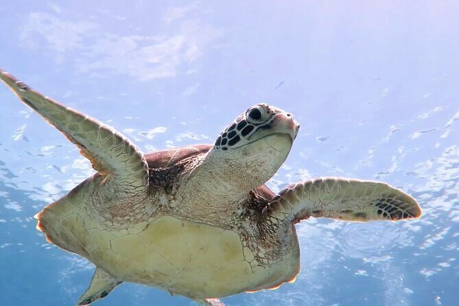Cas Cay - Kayak Hike and Snorkel Adventure - Key highlights at a glance