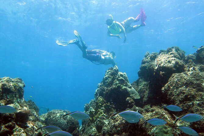 Coral Reef and Turtle Discovery Tour - Why this kayak-and-snorkel pairing fits St Thomas so well