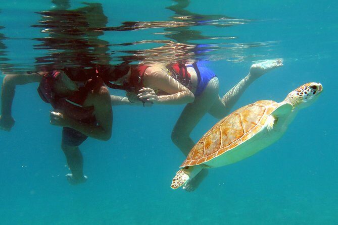 Coral Reef and Turtle Discovery Tour - What happens before you touch the water (and why it matters)
