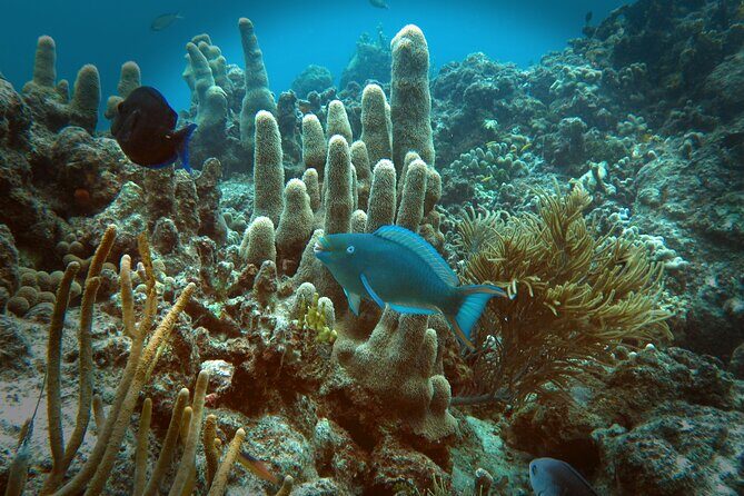 Coral Reef and Turtle Discovery Tour - Photos: how the $40 offer fits the day
