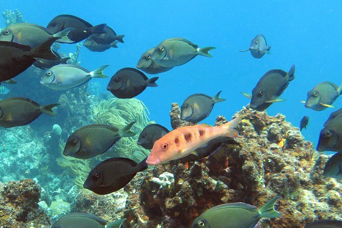 Coral Reef and Turtle Discovery Tour - Gear and guidance: what you can count on