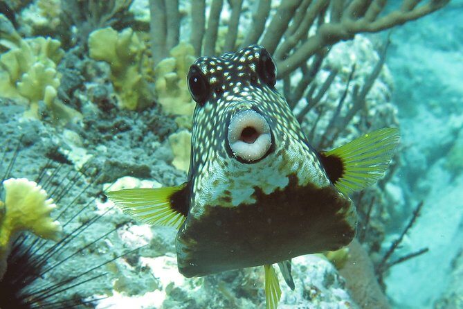 Coral Reef and Turtle Kayak Excursion - The first lesson: kayak basics before you head toward the coral reef