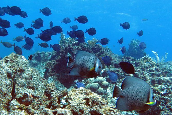 Coral Reef and Turtle Kayak Excursion - Stop 1: coral reef snorkeling from a shell beach landing