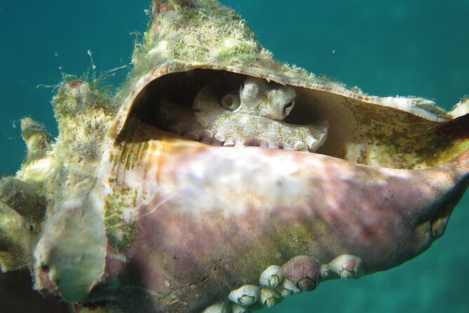 Coral Reef and Turtle Kayak Excursion - The photo support: what you get and what you might pay extra for