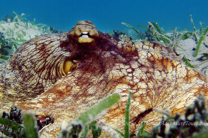 Coral Reef and Turtle Kayak Excursion - Stop 2: paddling to snorkel with sea turtles