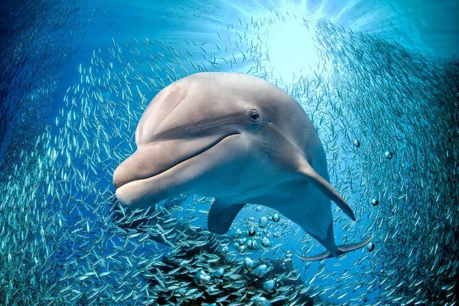 Coral World Ocean Park General Admission Ticket - Your Day Plan in Two Moves: Coki Point Beach and Then the Park
