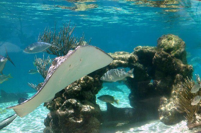 Coral World Ocean Park General Admission Ticket - Touch Pool and the Hands-On Moments: Sea Cucumbers and Hermit Crabs