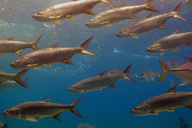 Coral World Ocean Park General Admission Ticket - Shark Shallows: Teenage Sharks Feeding and Swimming