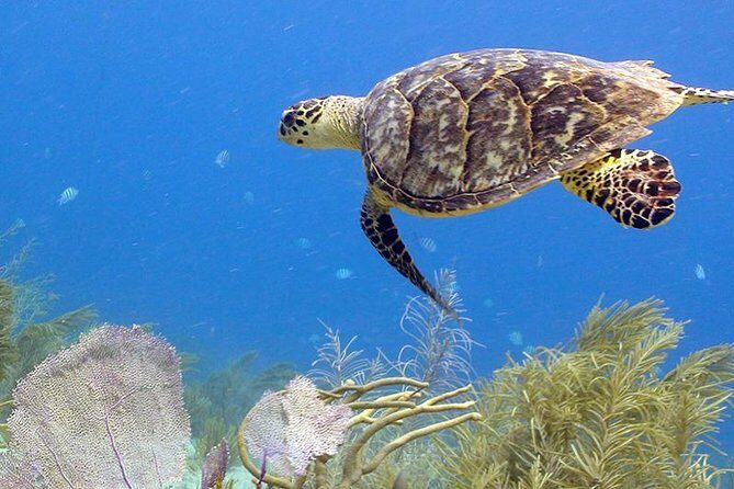 Coral World Ocean Park General Admission Ticket - Comfort, Facilities, and What to Expect On-Site