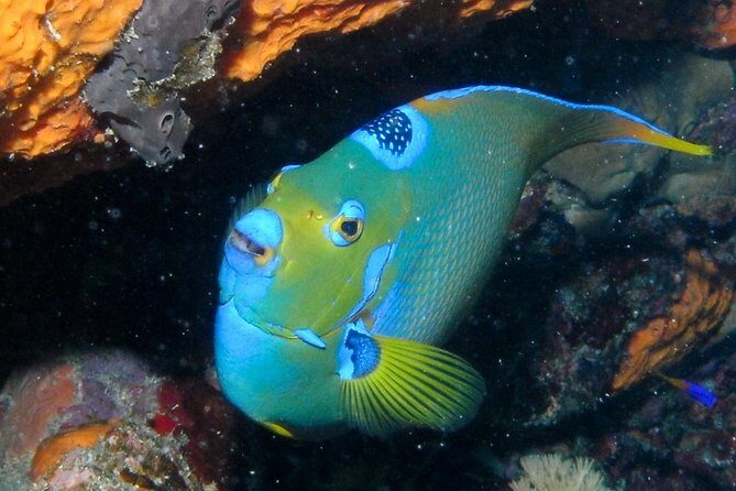 Discover Scuba Diving with No Certification in St Thomas - Optional Second Tank Time: When It’s Actually a Good Idea