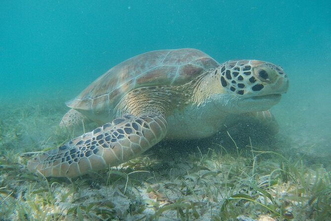 Full Day Private Charter, Snorkel St. John (12 guests, 55’ yacht) - Stop 3: Lovango Cay for reef snorkeling and that optional bar moment