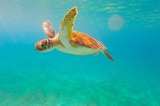 Full-Day Sailing Tour in Virgin Islands National Park - Lunch, drinks, and why onboard time feels like part of the attraction