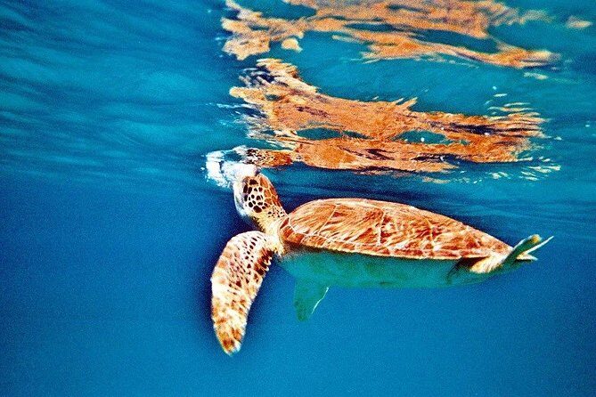 Half Day Sail and Snorkel with the Turtles - Onboard comfort and the open bar: what’s included matters
