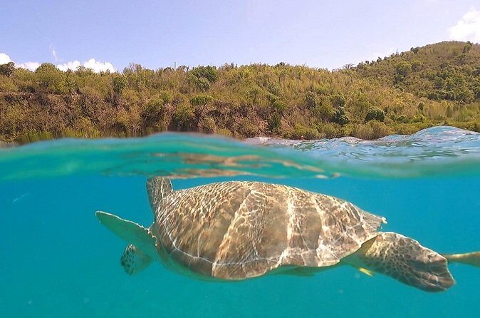 Half or Full-Day Private Boat Charter from St. John or St. Thomas - Stop 4: Christmas Cove and Pizza Pi (about 1 hour)