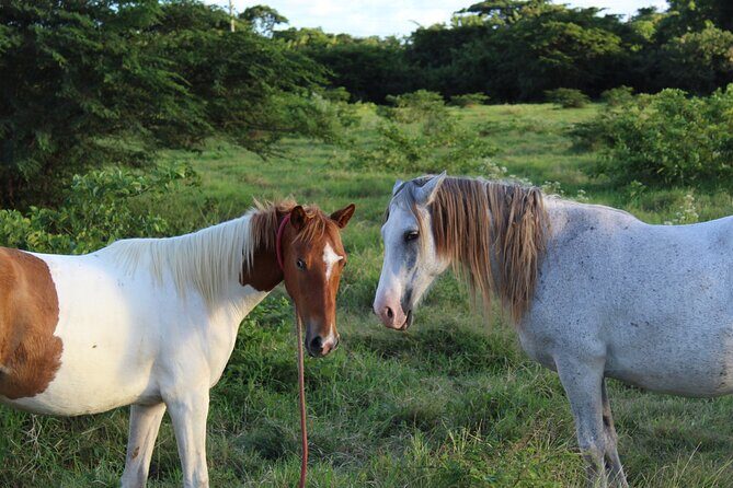 Horseback Riding Experience - The Old Sugar Mill Stop and Seasonal Fruit You’ll Remember