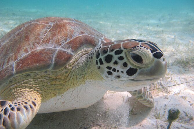 Kayak & Snorkel with Sea Turtles, National Park, St. John - Kayak Time in Caneel Bay Waters (and Why the Instruction Helps)
