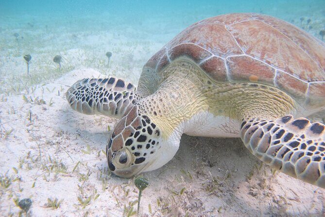 Kayak & Snorkel with Sea Turtles, National Park, St. John - Who This Tour Fits Best (and Who Should Think Twice)