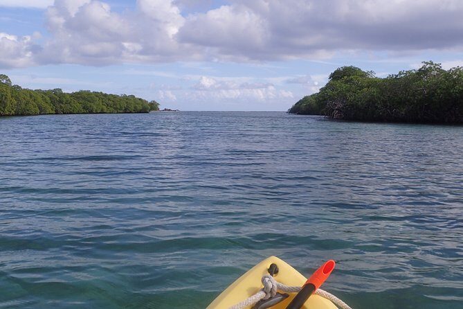 Mangrove Lagoon Kayak Rental in St Thomas - Choosing your kayak: single vs double sit-on-top setup
