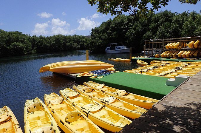 Mangrove Lagoon Kayak Rental in St Thomas - Wildlife viewing: rays, pelicans, and small details that reward patience