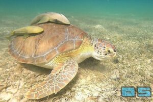 National Park Snorkeling Excursion - What you might see: turtles, rays, coral, squid, and even a wreck