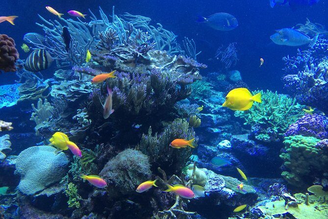 National Park Snorkeling Excursion - Logistics that matter: meeting points, timing, and cruise connections