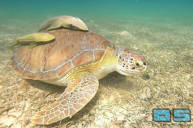 National Park Snorkeling Excursion - What you might see: turtles, rays, coral, squid, and even a wreck