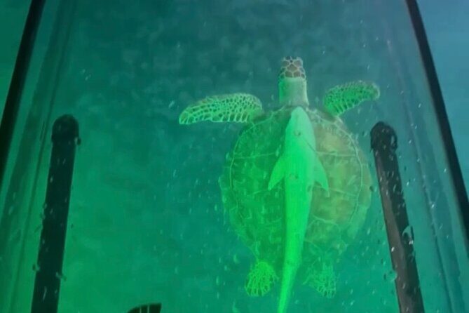Night Kayak Tour St. Thomas - Westin Frenchman's Reef - Who Should Book Night Kayak / GLOW in St. Thomas