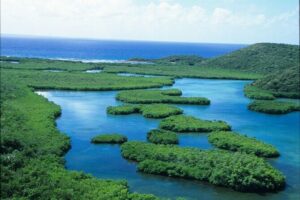 On Your Own: Kayak in the Mangrove Lagoon - Entering the mangroves: Inner Mangrove Lagoon wildlife time