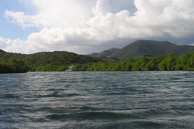 On Your Own: Kayak in the Mangrove Lagoon - Bird Island and the rhythm of paddling