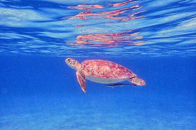 Private Half-Day Guided Snorkeling Charter in St. Thomas - Checking In at Saga Haven Marina: Quick Paperwork, Fast Fitting