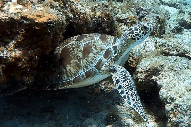 Private Half-Day Guided Snorkeling Charter in St. Thomas - Little Saint James: Protected Marine Park Water and Coral Counting