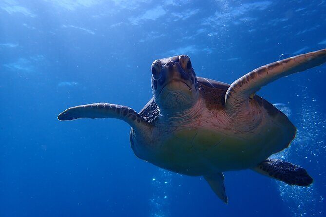 Private Half-Day Guided Snorkeling Charter in St. Thomas - On-Board Comfort: Gear, Snacks, and Rum Punch After the Water