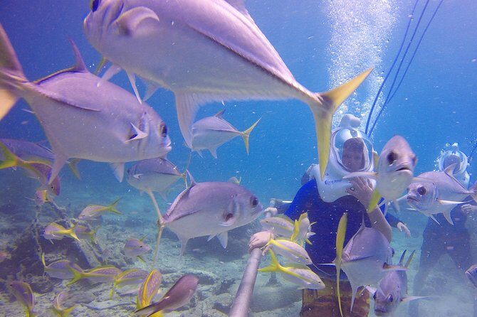 Sea Trek Helmet Dive at Coral World Ocean Park - Should you book the Sea Trek helmet experience?