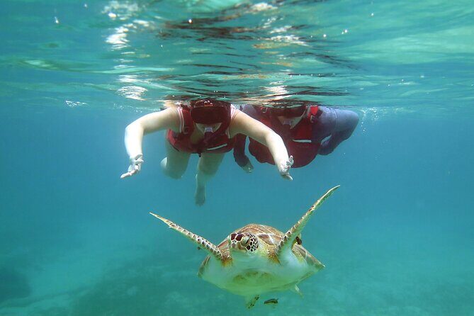 Small Group Sea Turtle Tour (Guaranteed to see turtles) - Guaranteed Sea Turtles: What You Should Expect