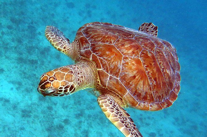 Small Group Sea Turtle Tour (Guaranteed to see turtles) - What’s Included (and What You’ll Pay Extra)