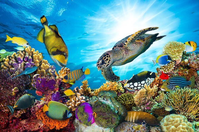 Snorkel Cat All Inclusive Adventure - On-board comfort: breakfast, lunch, snacks, and free drinks