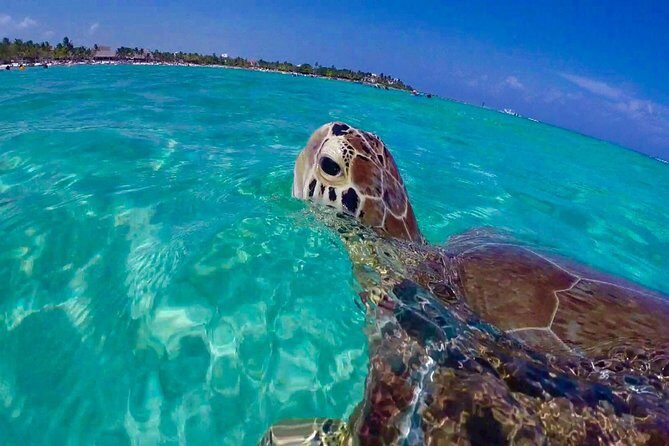 Snorkel St. John Tour from Sapphire and Margaritaville - Key Highlights That Make This Tour Worth a Slot