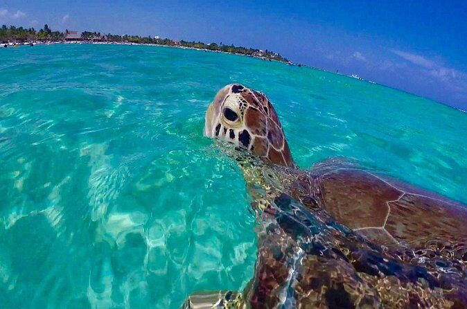 Snorkel St. John Tour from Sapphire and Margaritaville - Crew Names You’ll Hear and the Vibe They Create