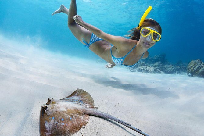 Snorkel & Swim with Turtles. Semi Private Tour to Buck Island & Honeymoon Beach - How the turtles and reef life play out underwater