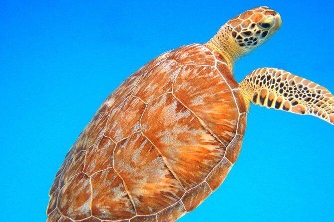 Snorkeling Adventure in St Thomas - Key Highlights You’ll Care About