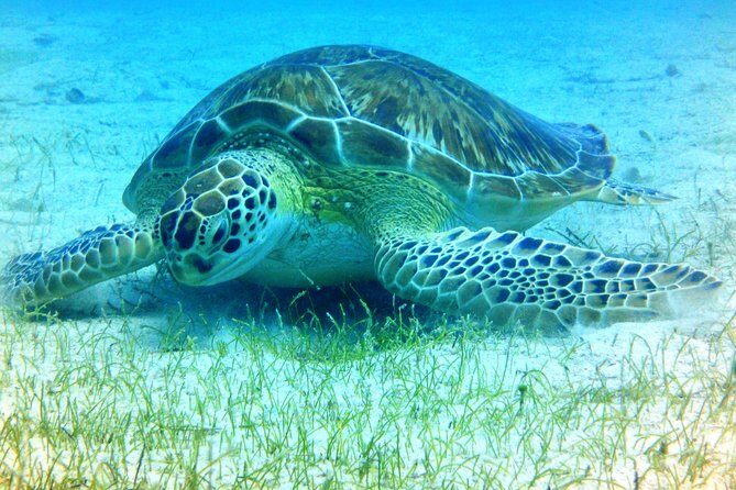 Snorkeling Adventure in St Thomas - St. Thomas Sea Turtle Snorkeling, Without the Herd Feel