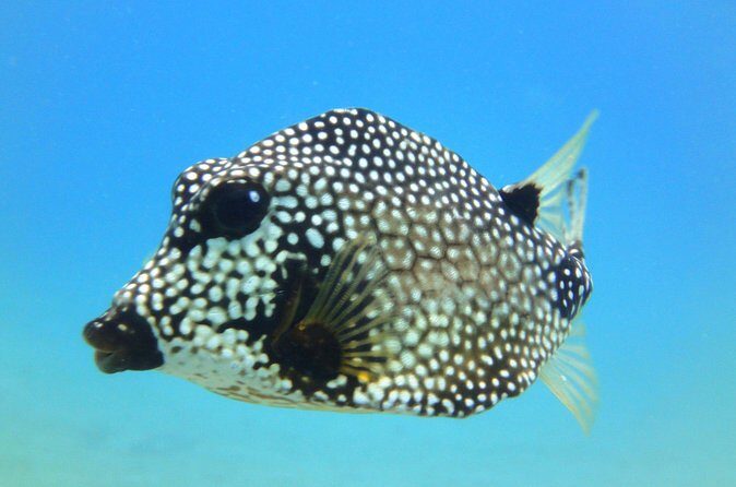 Snorkeling Adventure in St Thomas - Sea Turtle Snorkeling: What You’re Most Likely to See