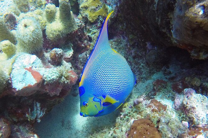 Snorkeling Adventure in St Thomas - Group Size, Personalized Attention, and Why It’s Worth $129