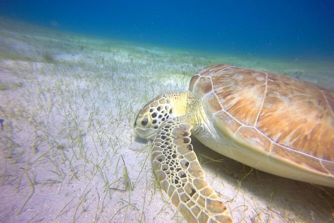 Snorkeling Adventure in St Thomas - How to Think About Timing and Getting Back to St. Thomas Plans