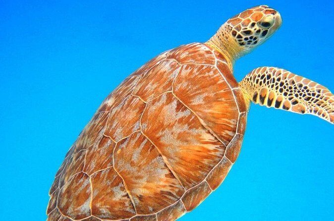 Snorkeling Adventure in St Thomas - Who Should Book This Snorkeling Tour (and Who Might Skip)