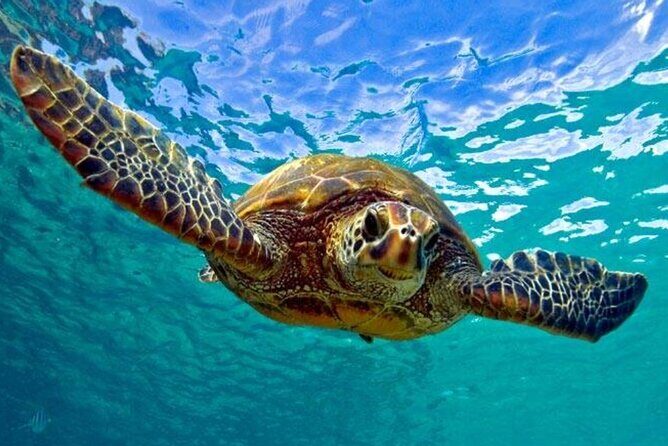 Snorkeling with Sea Turtles at St. Thomas - Key highlights from this St. Thomas turtle snorkeling