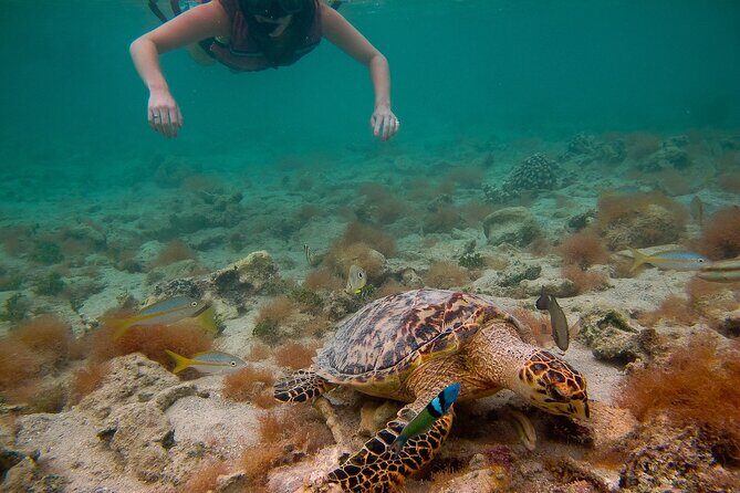 Snorkeling with Sea Turtles at St. Thomas - Brewer’s Bay: Why this St. Thomas turtle snorkel starts on calm sand