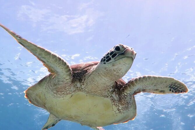 Snorkeling with Sea Turtles at St. Thomas - Price and value: $79 per person and what you’re really buying