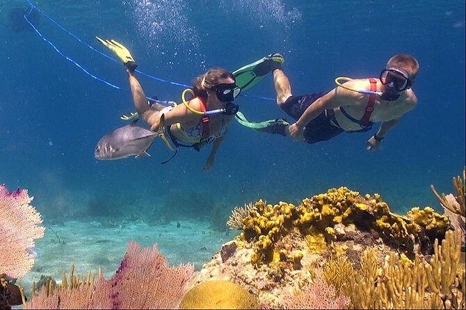 Snuba Adventure at Coral World Ocean Park - Key Snuba Highlights at Coral World Ocean Park
